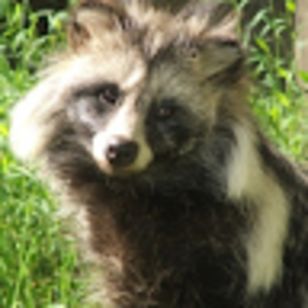 Meet your Posher, Ryuraccoon